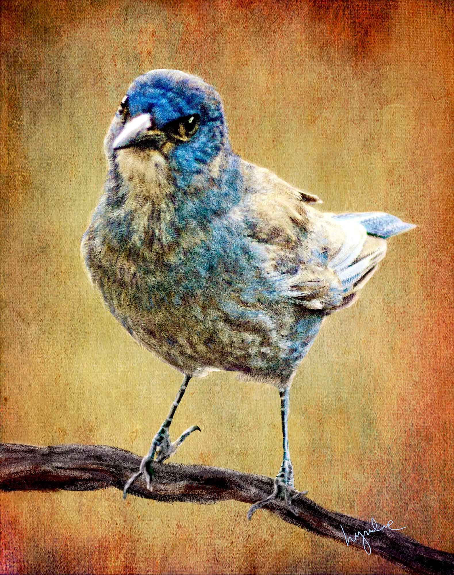 Woodhouse's Scrub Jay