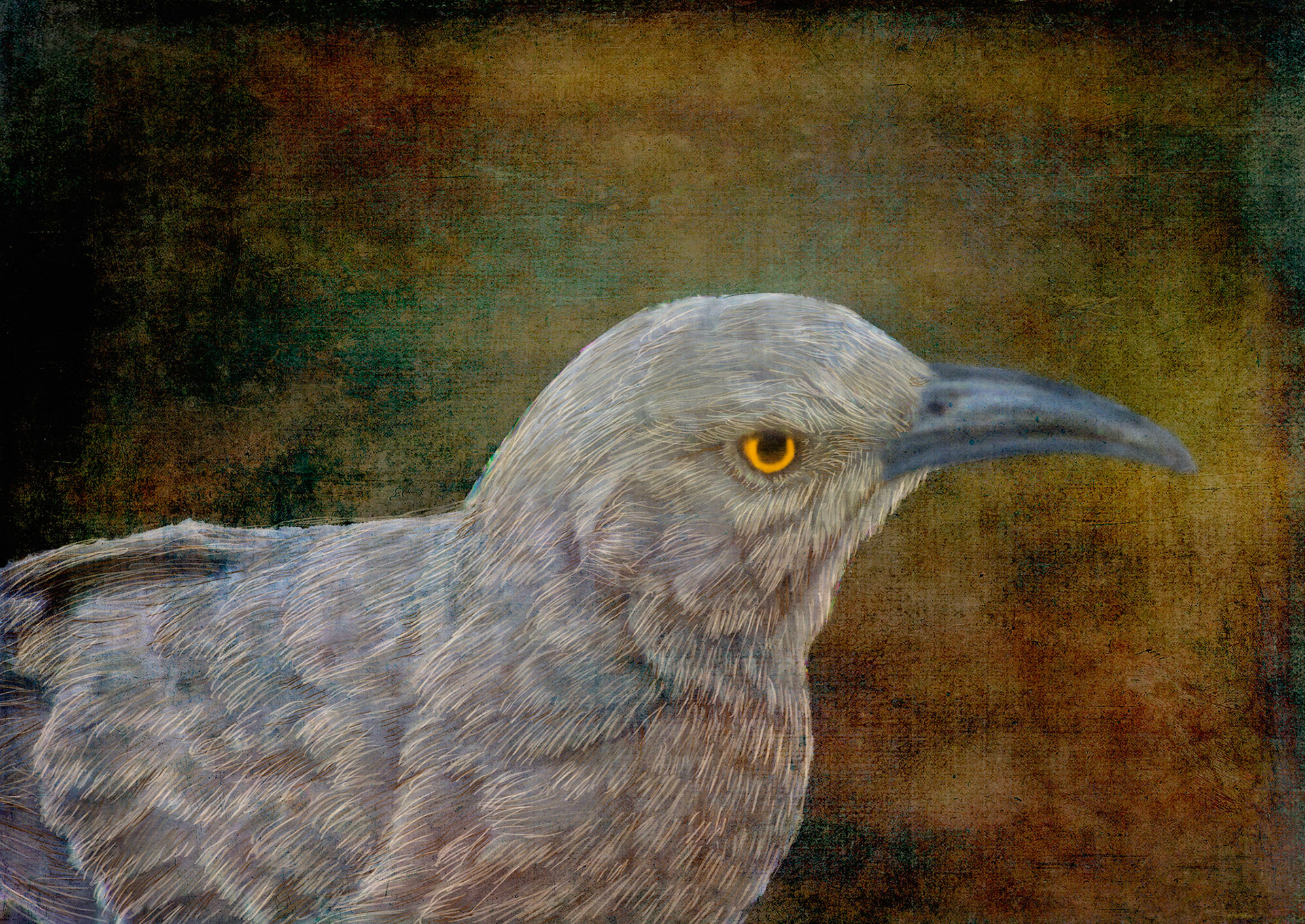 Curved Beak Thrasher