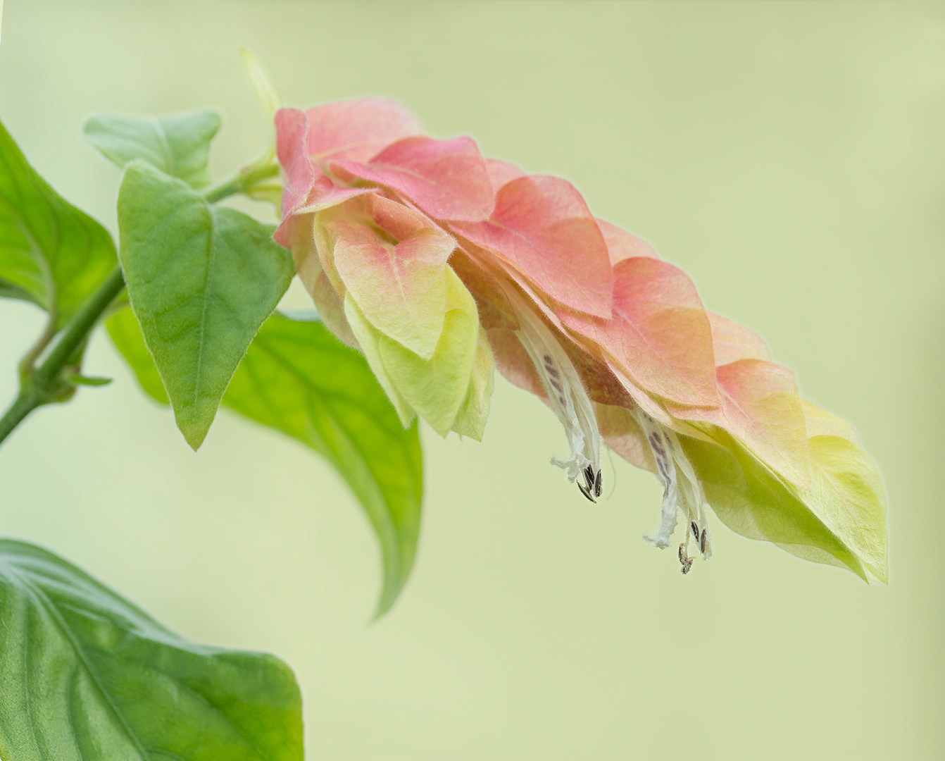 Shrimp Plant