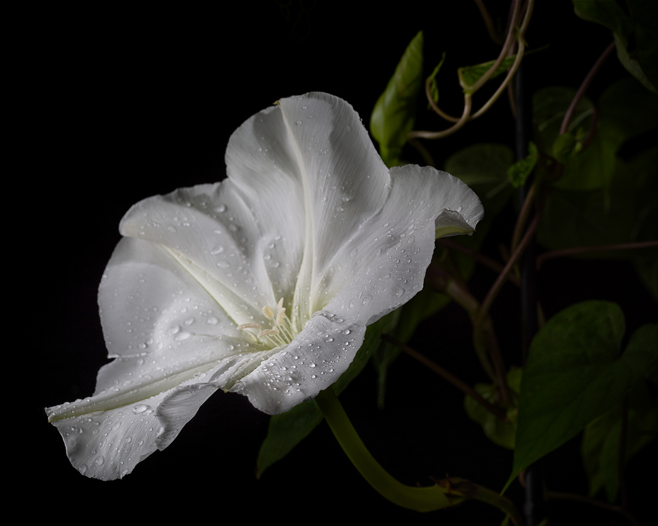 Moonflower