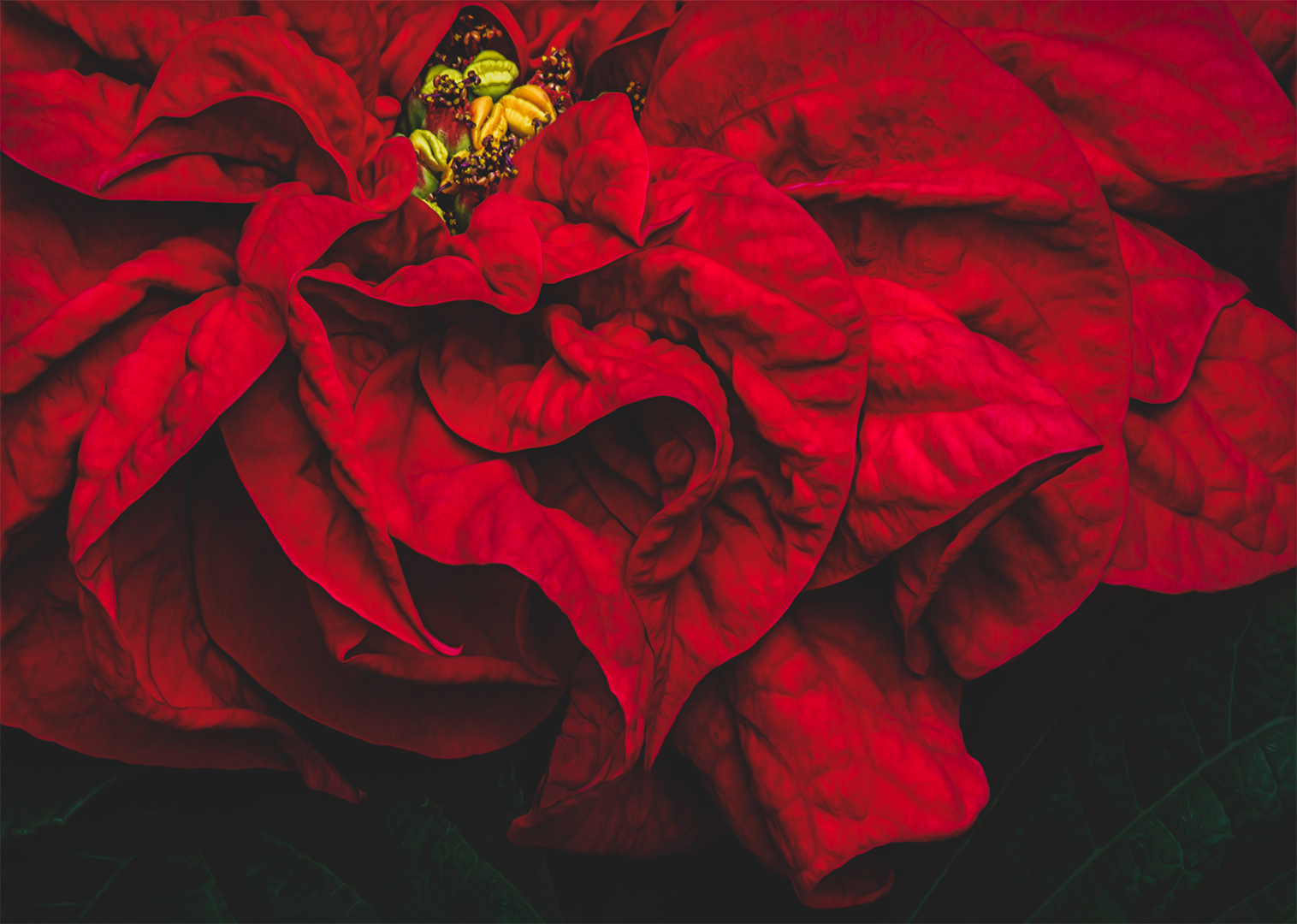 "Ruffly" Poinsettia
