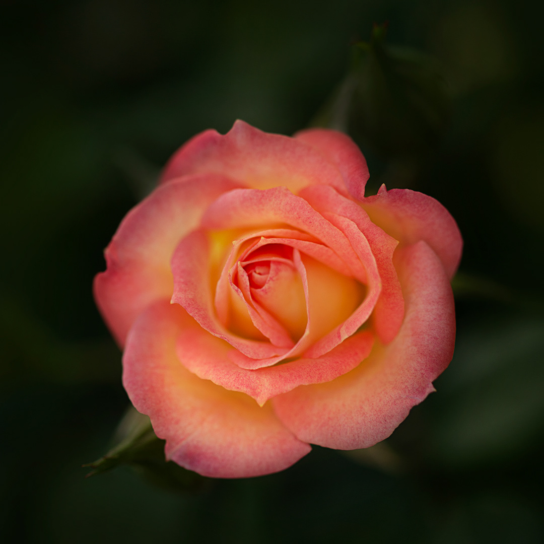 Mini Rose