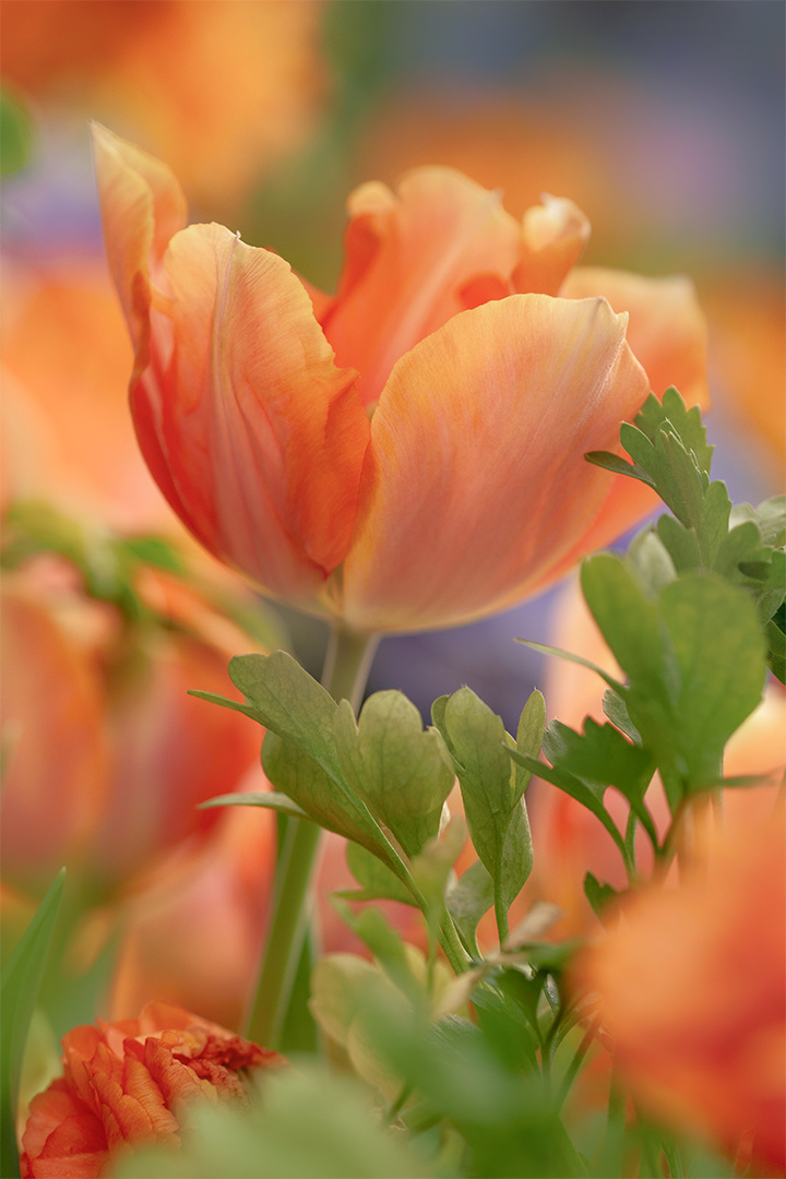 Spring 2019 color pairing