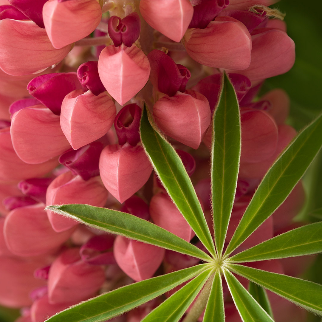 Lupine details