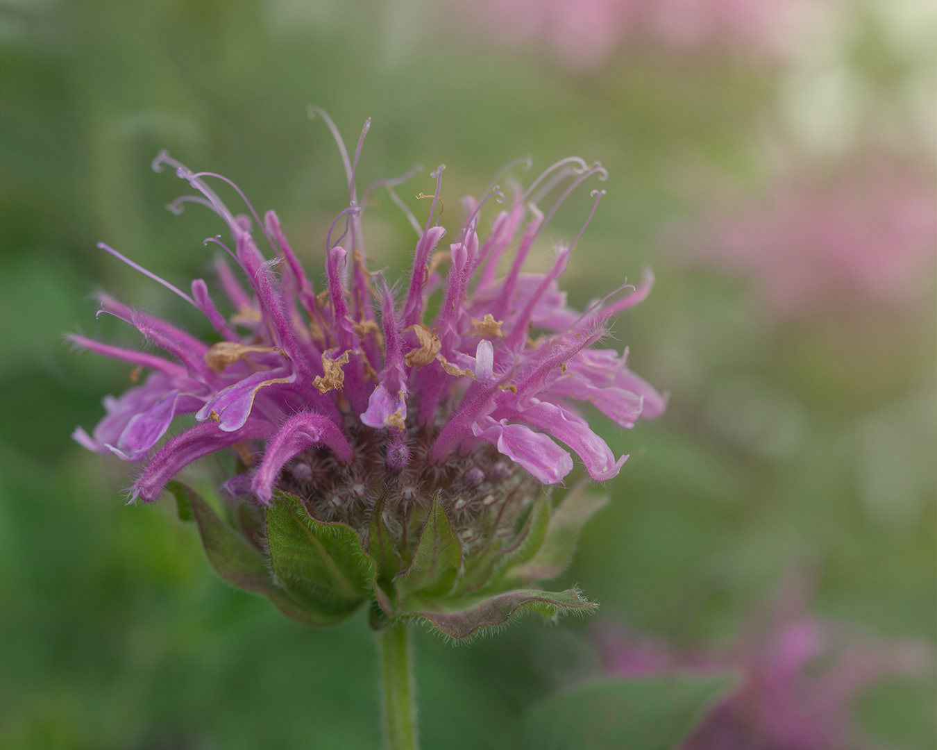Bee Balm, Monarda didyma