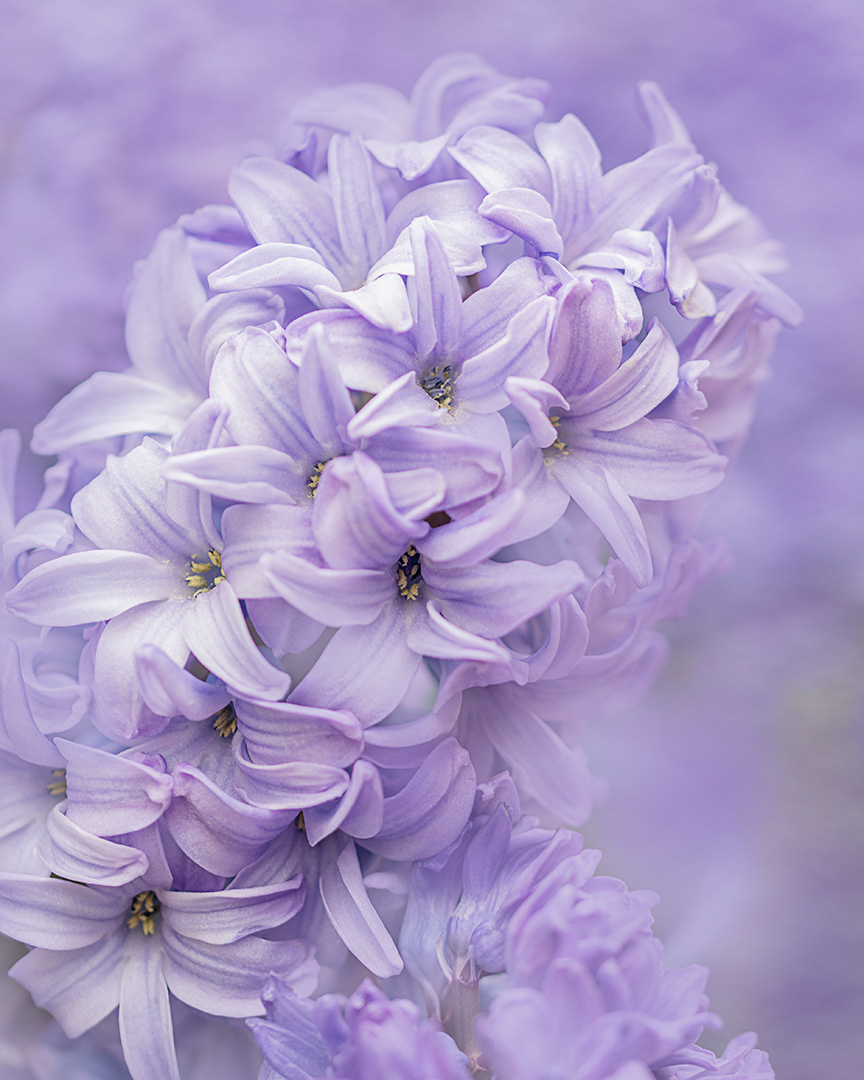 Hyacinth