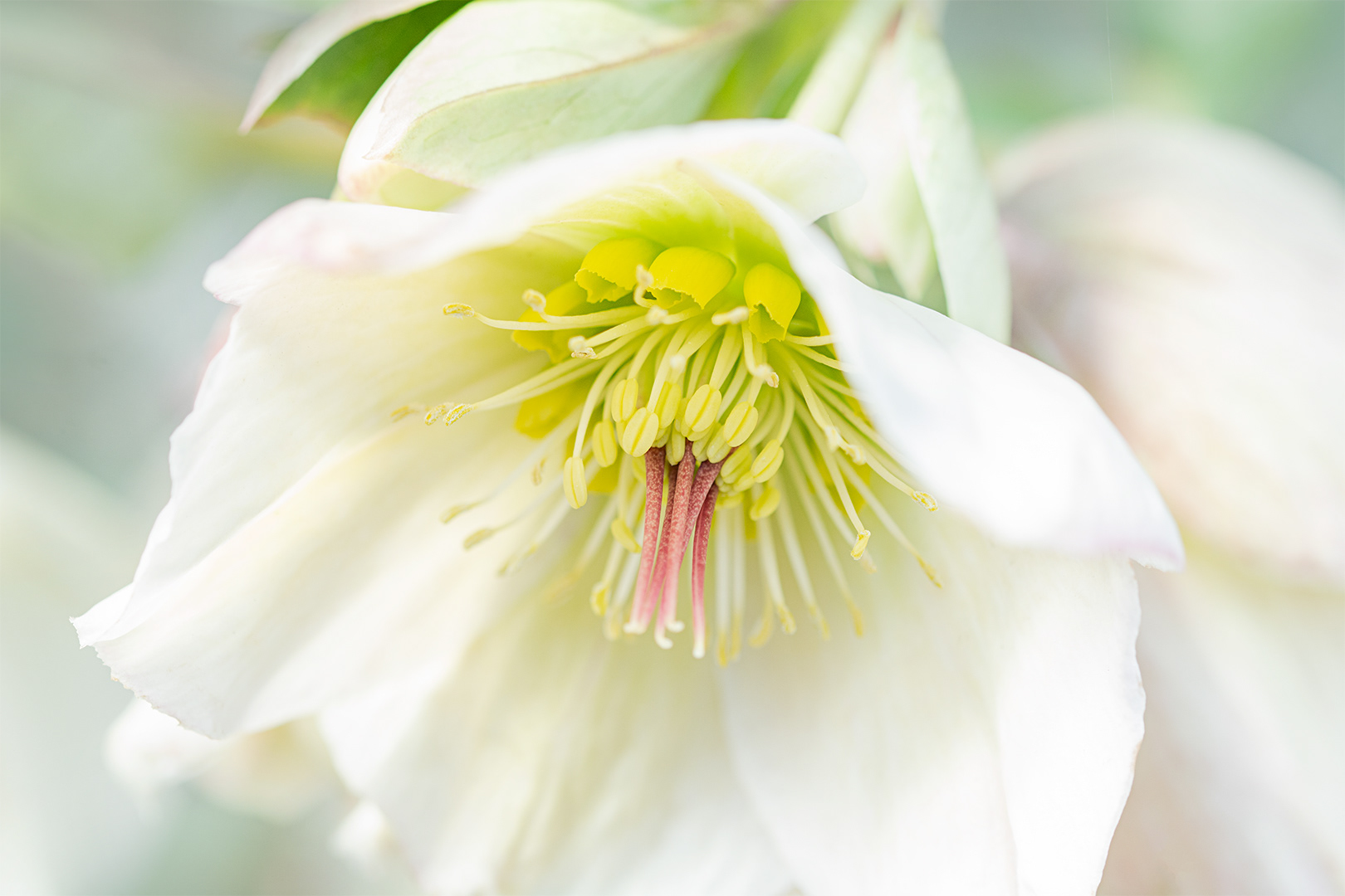 Hellebore
