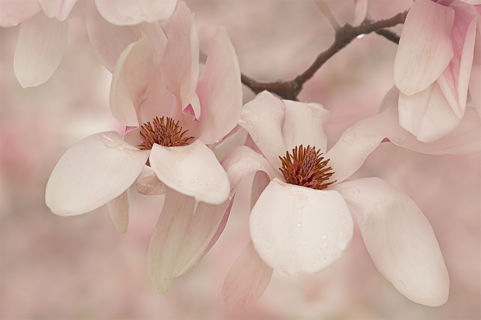 Magnolia in the Rain
