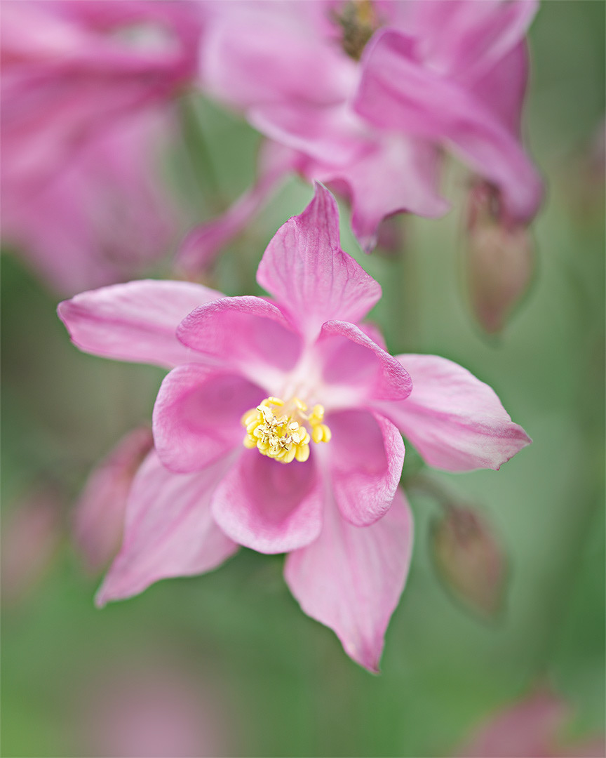 Columbine