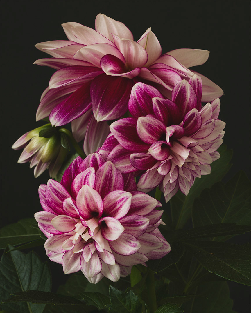 Dahlias