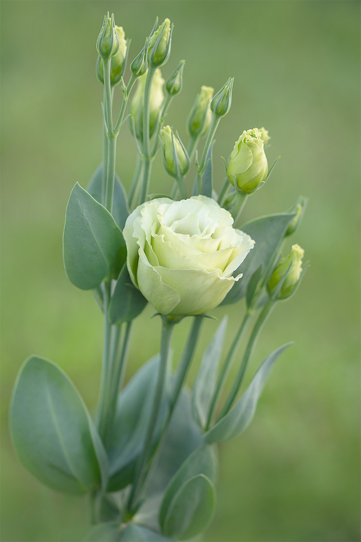 Lisianthus in the field