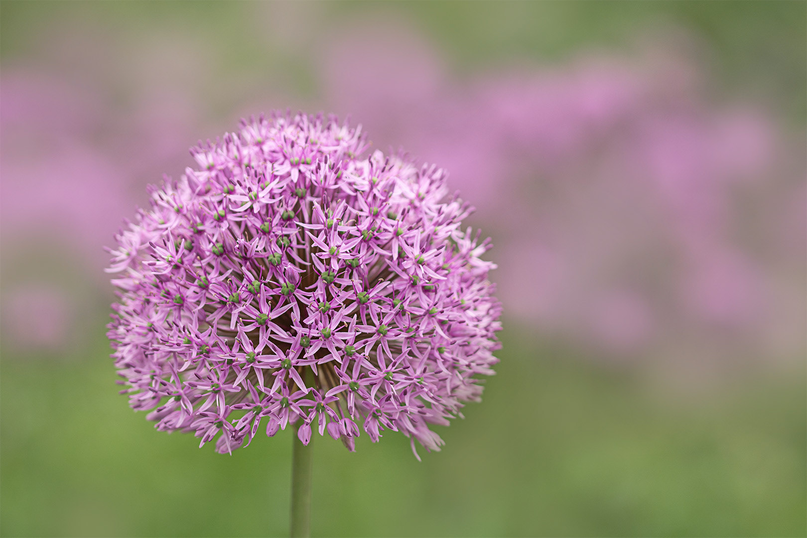 Allium