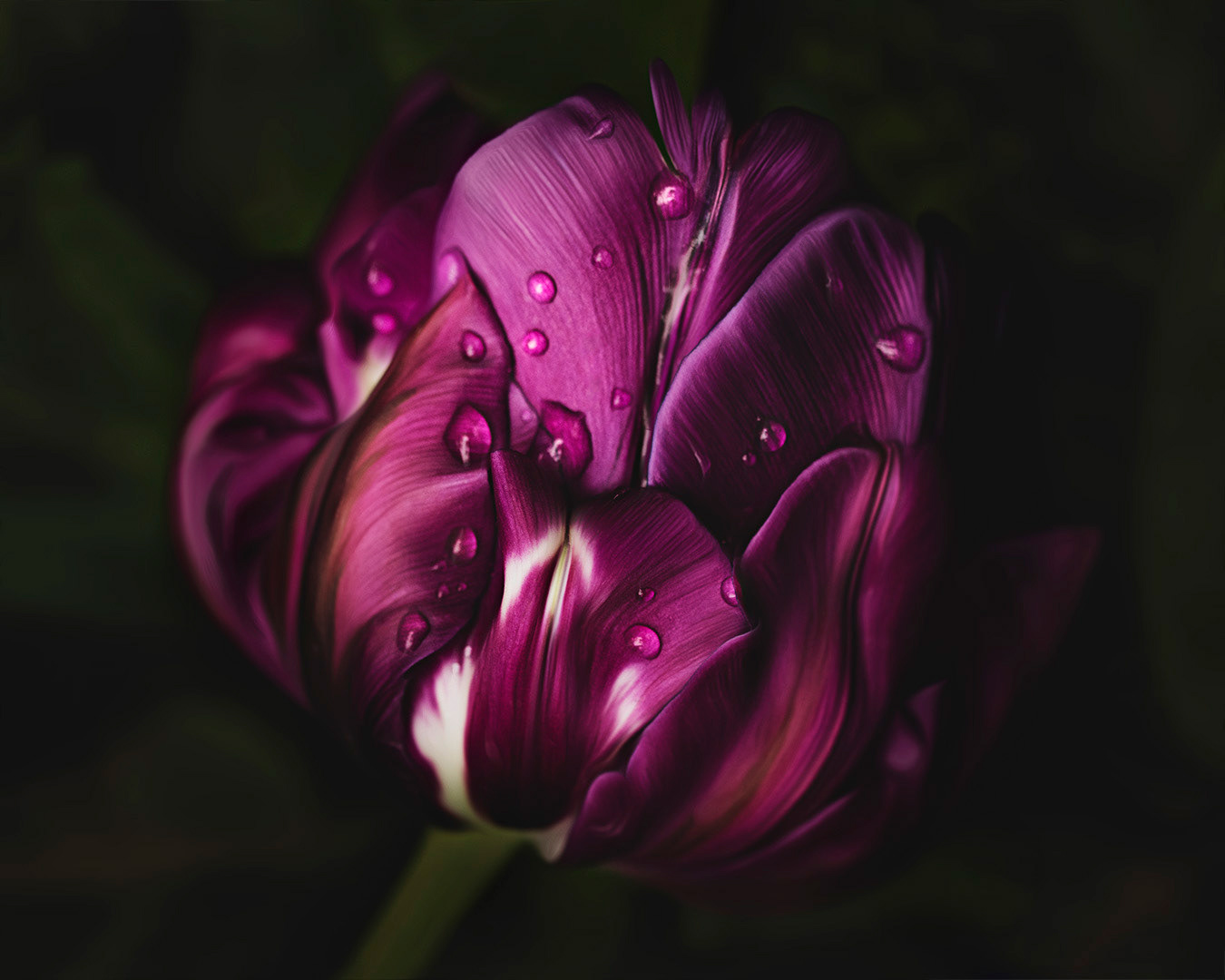 Purple Tulip