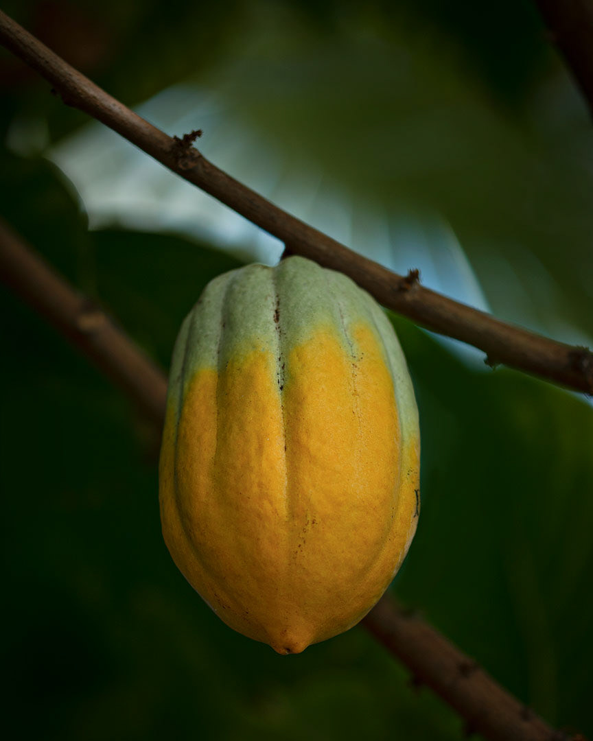 Cocoa Plant