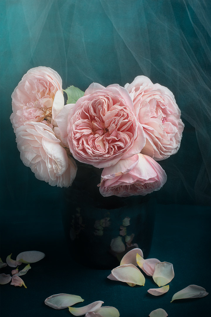 Christy's Roses