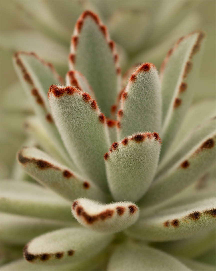 Chocolate Soldier Kalanchoe