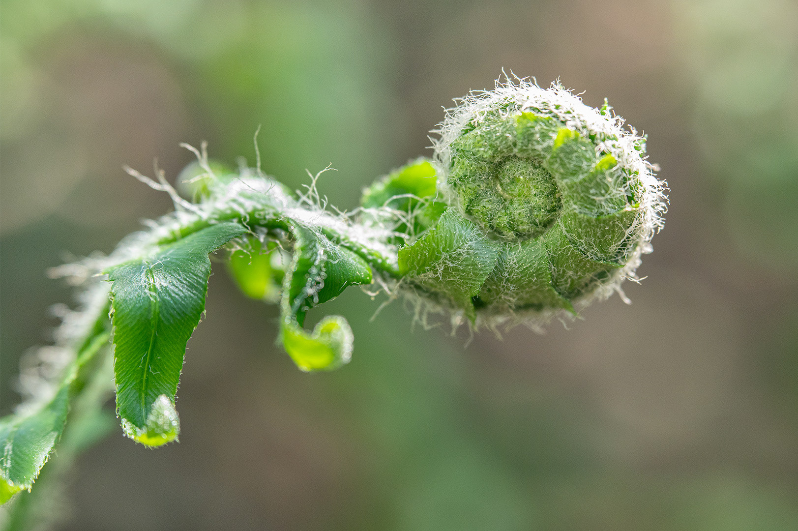 "Unfurling" Christmas Fern, Polystichum acrostichoides