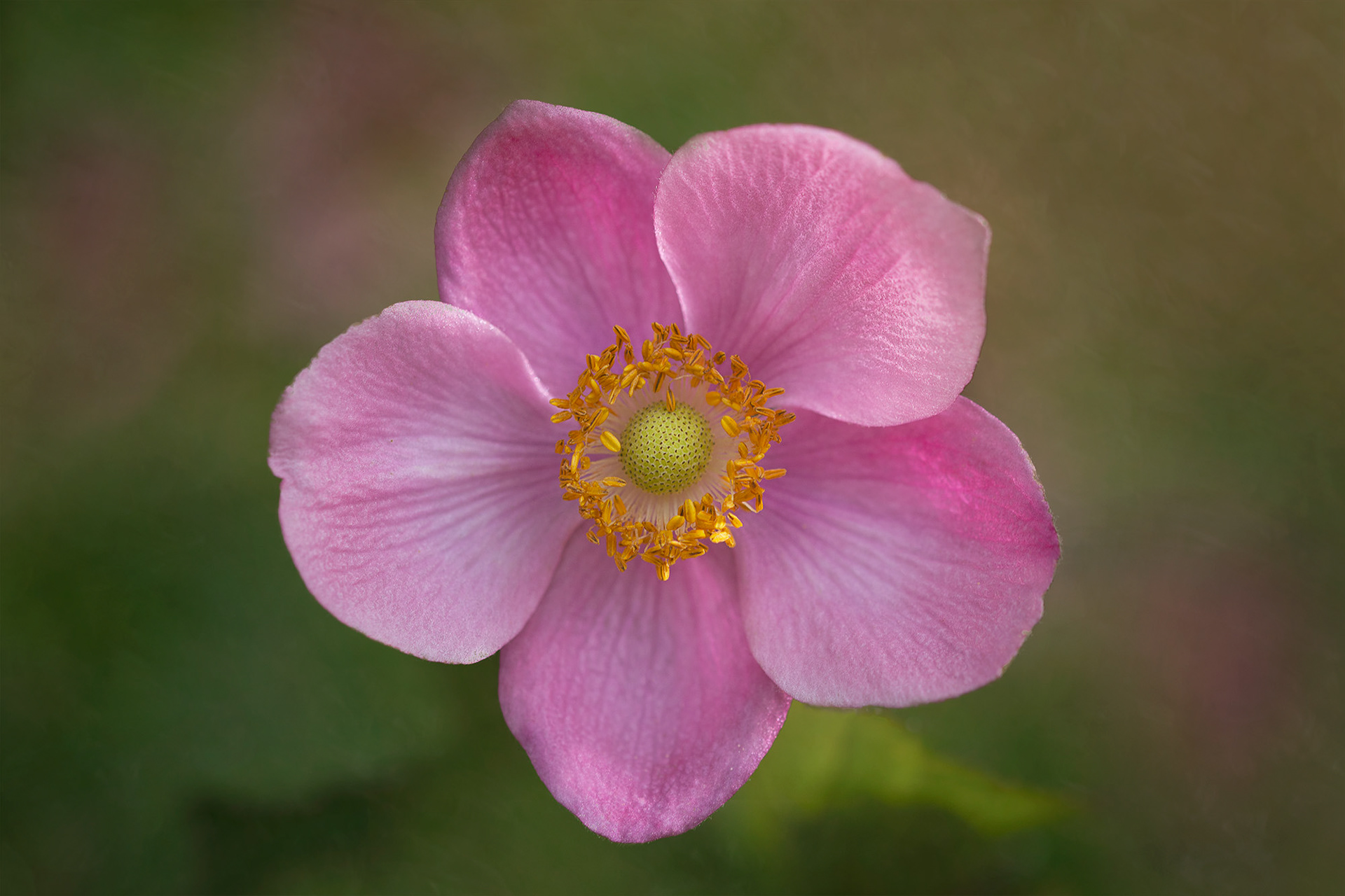 Japanese Anemone