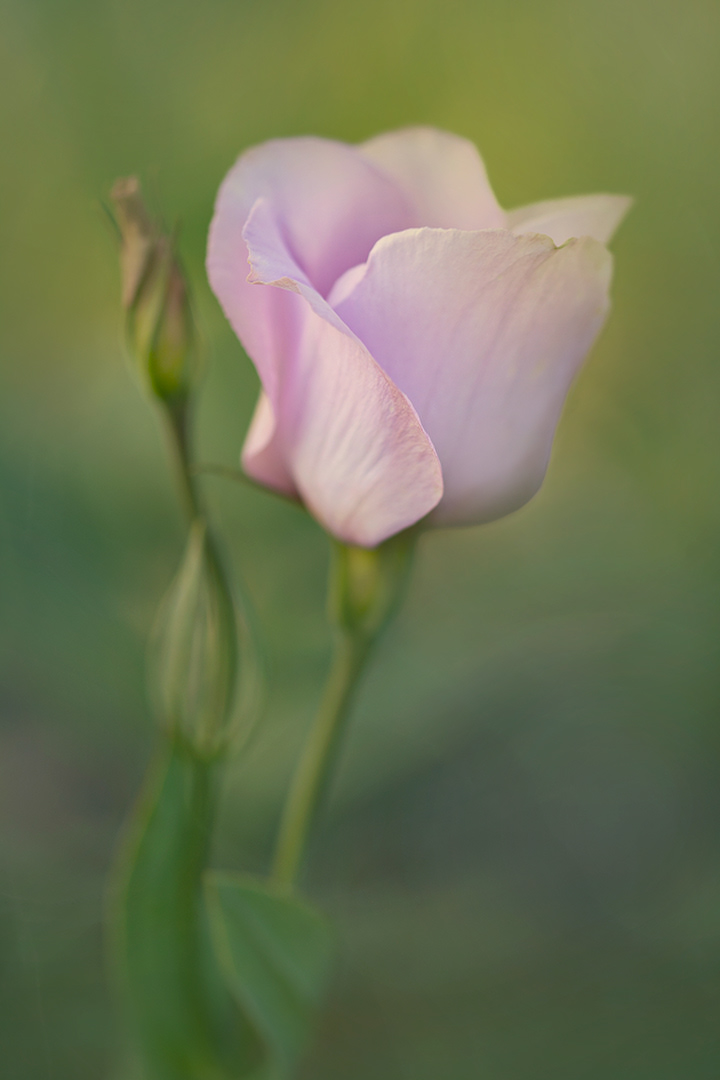 Light purple Lisianthus