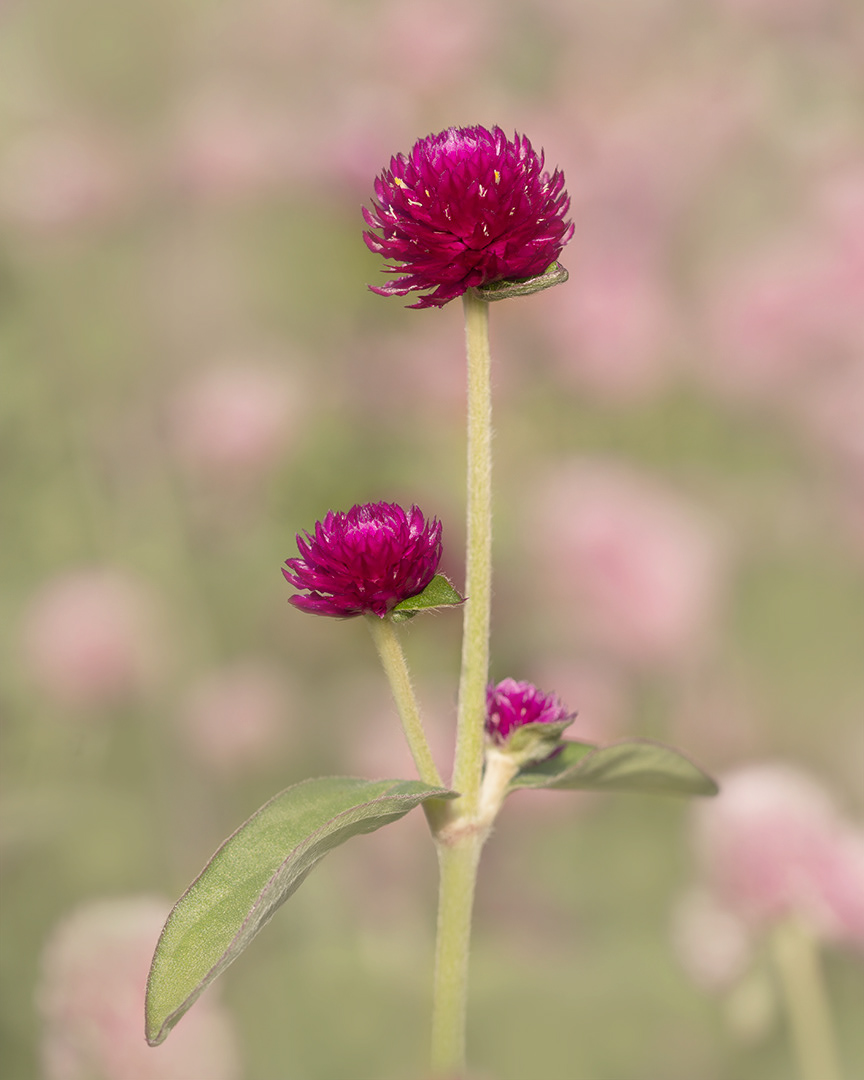 Gomphrena