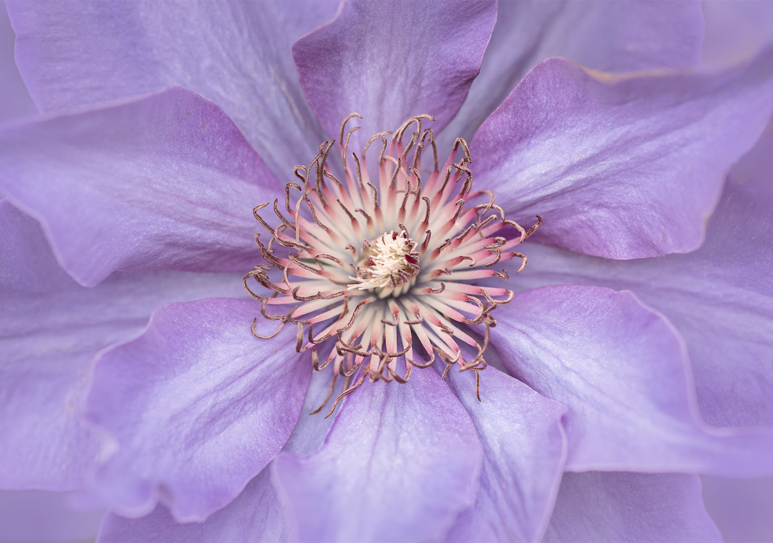 Clematis