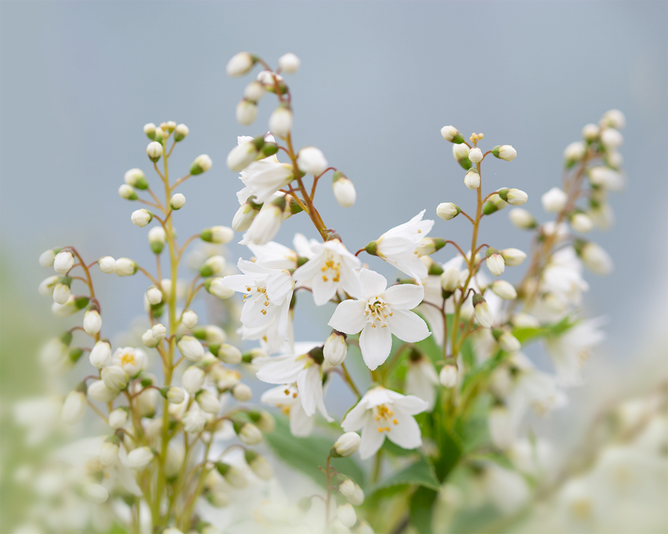 Slender Deutzia