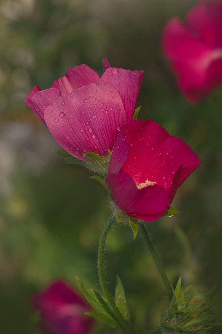 Purple Poppy Mallow