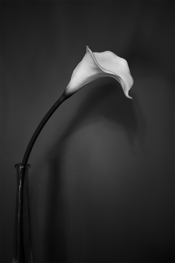 Dramatic Calla
