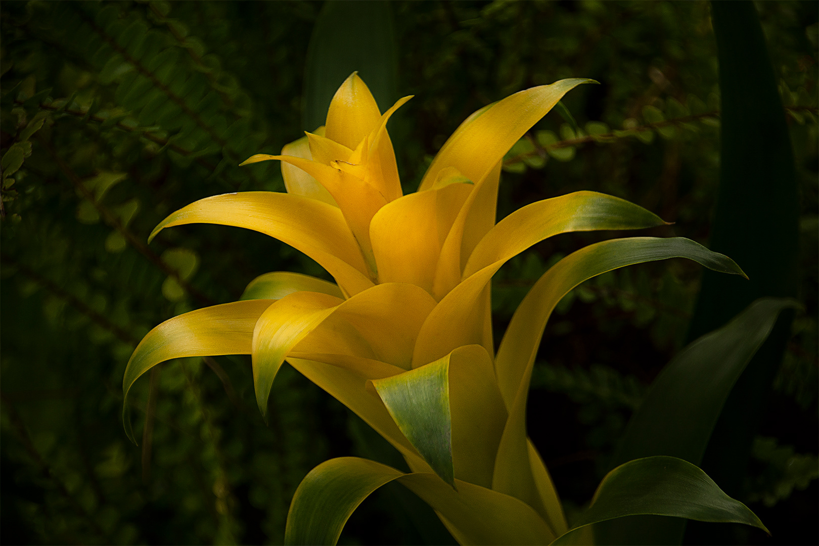 Yellow Bromeliad