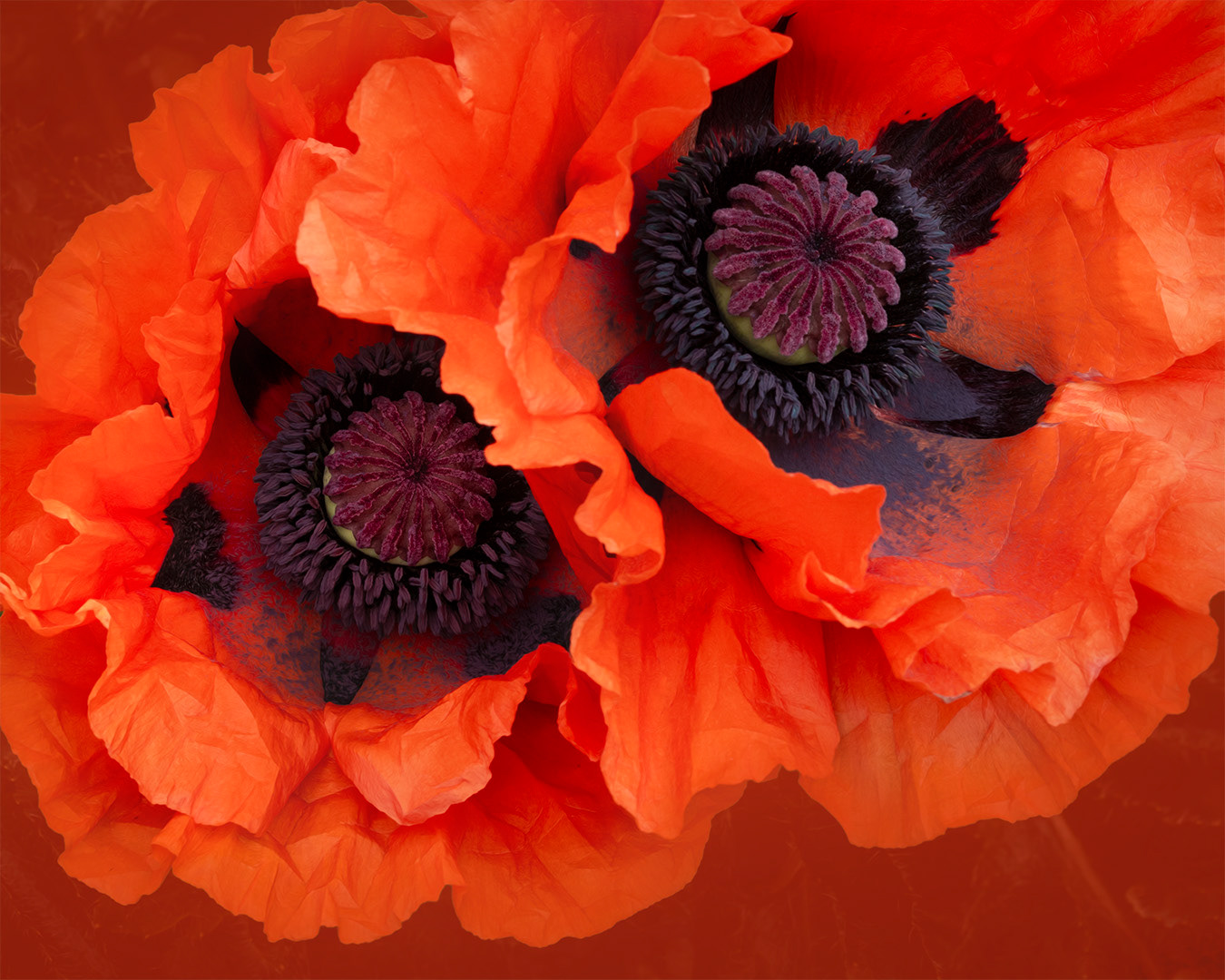 Poppies