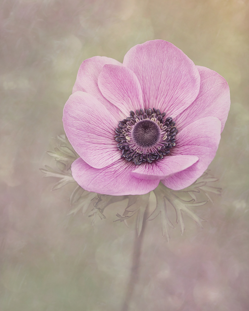 Anemone