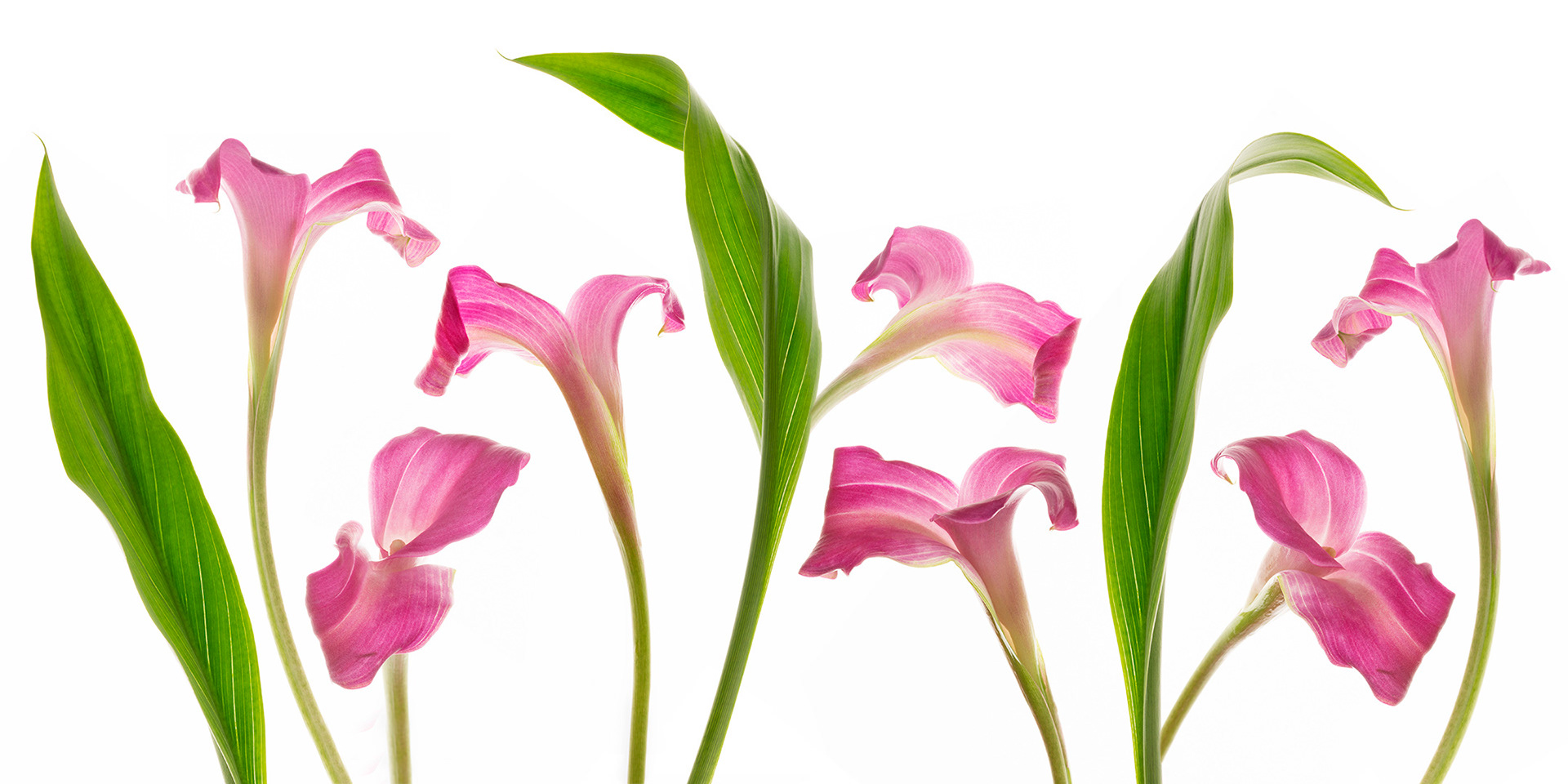 Calla Dance - one flower, one leaf photographed many times