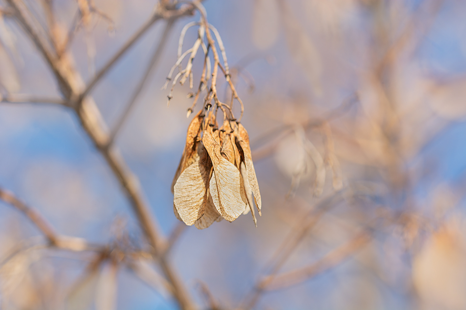 Winter Maple seeds