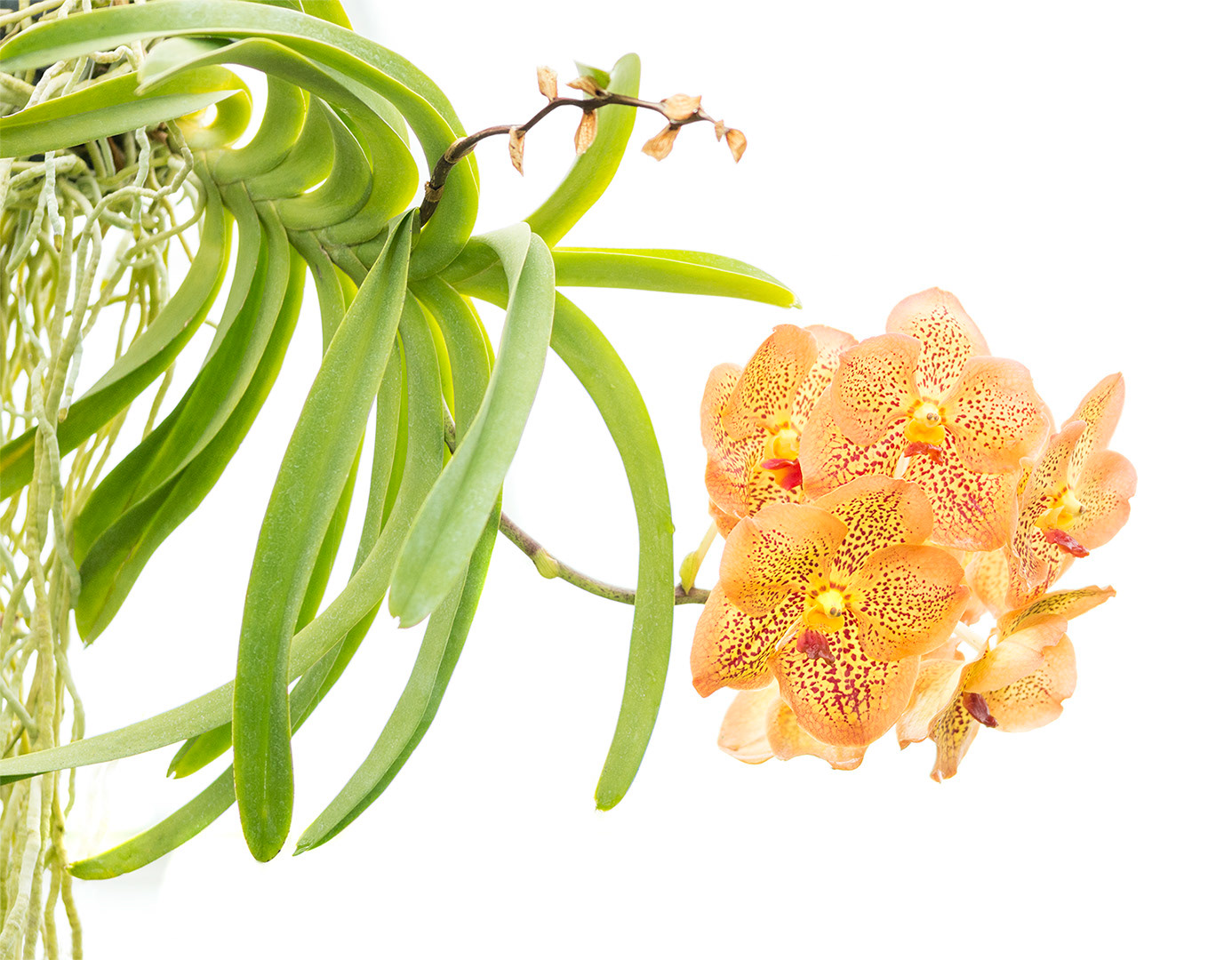 Epiphytic Orchid