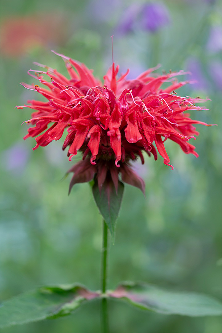 Bee Balm, Monarda didyma