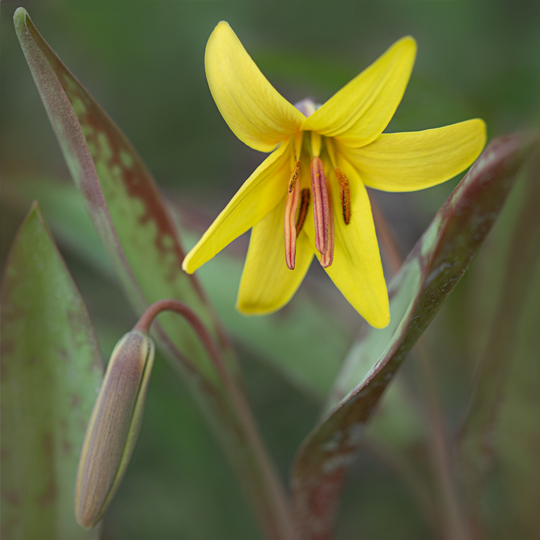  Yellow Trout-lily, Erythronium americanum