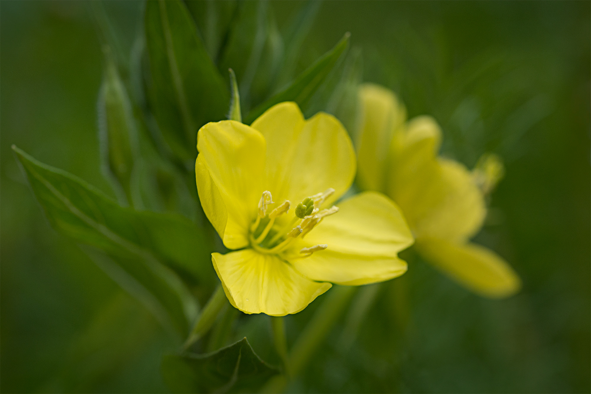 Evening Primrose