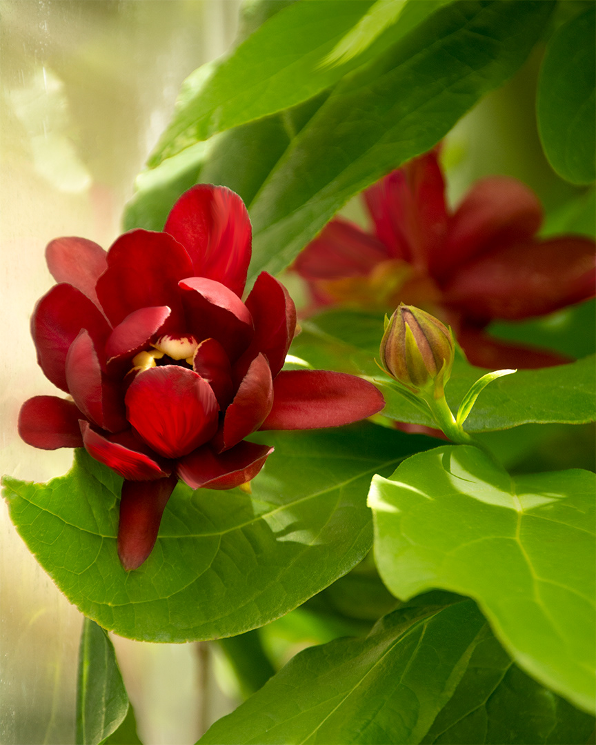 Calycanthus Occidentalis, Western spice bush flower
