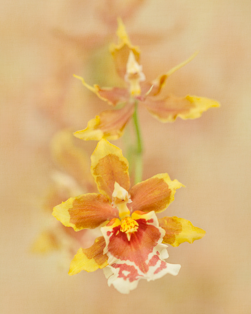 Dancing Lady Orchid