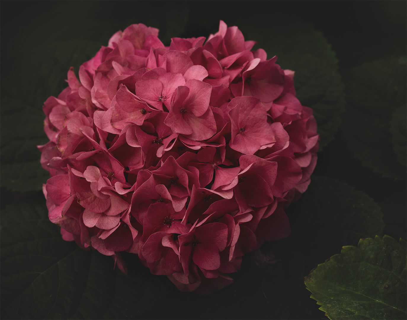 Hydrangea