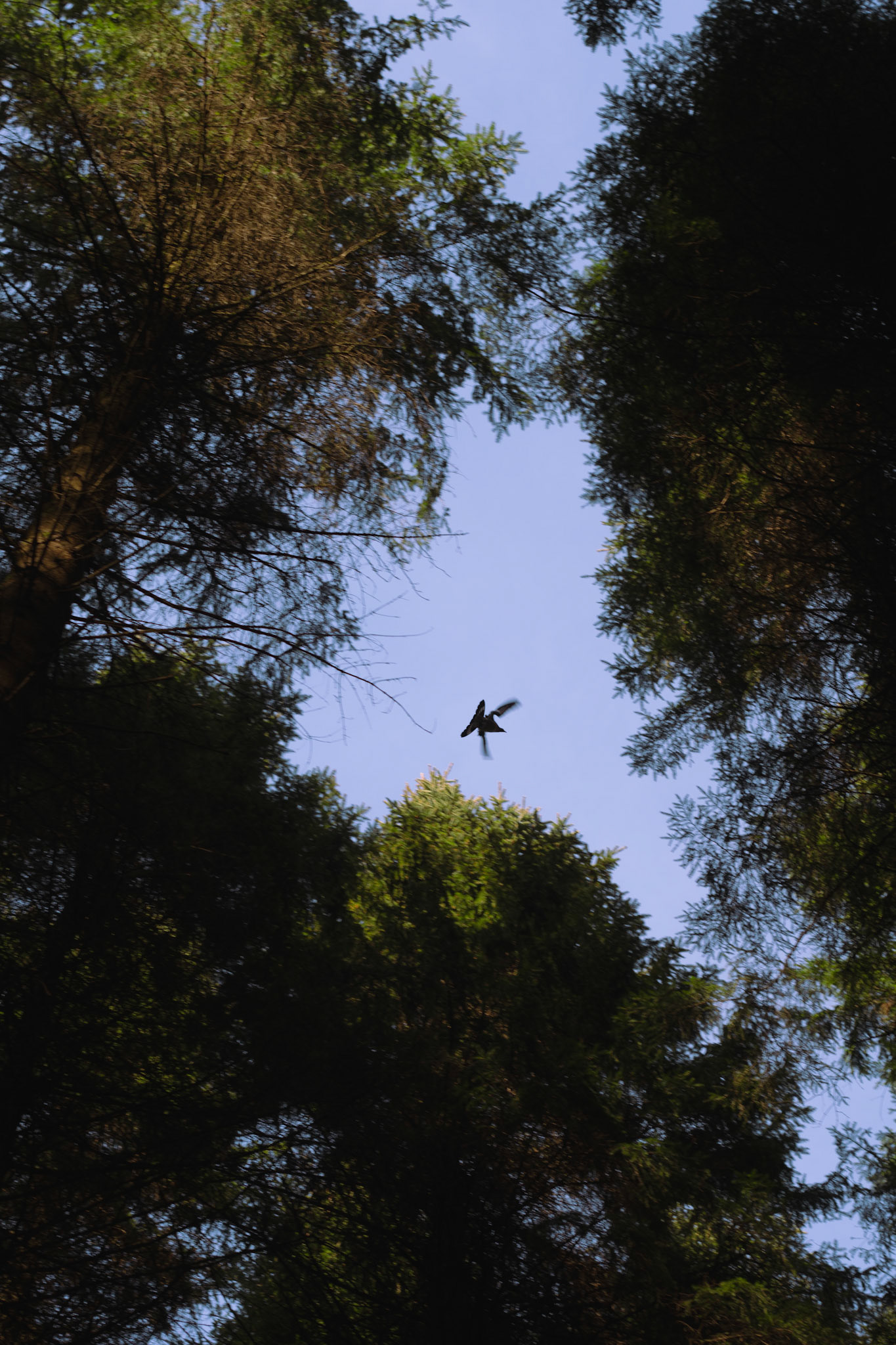 Nesting Season in Garvagh Forest