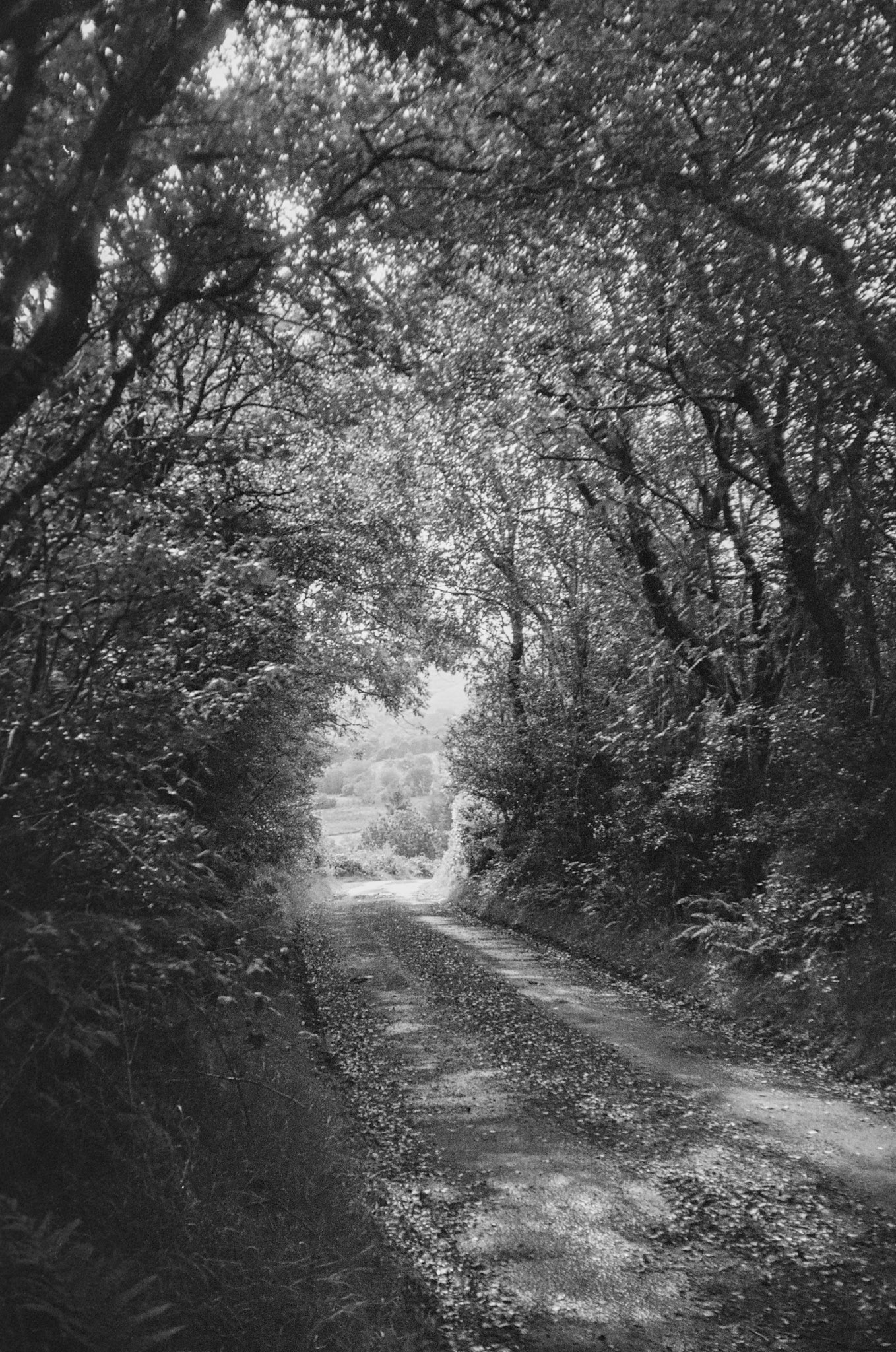 [FILM]