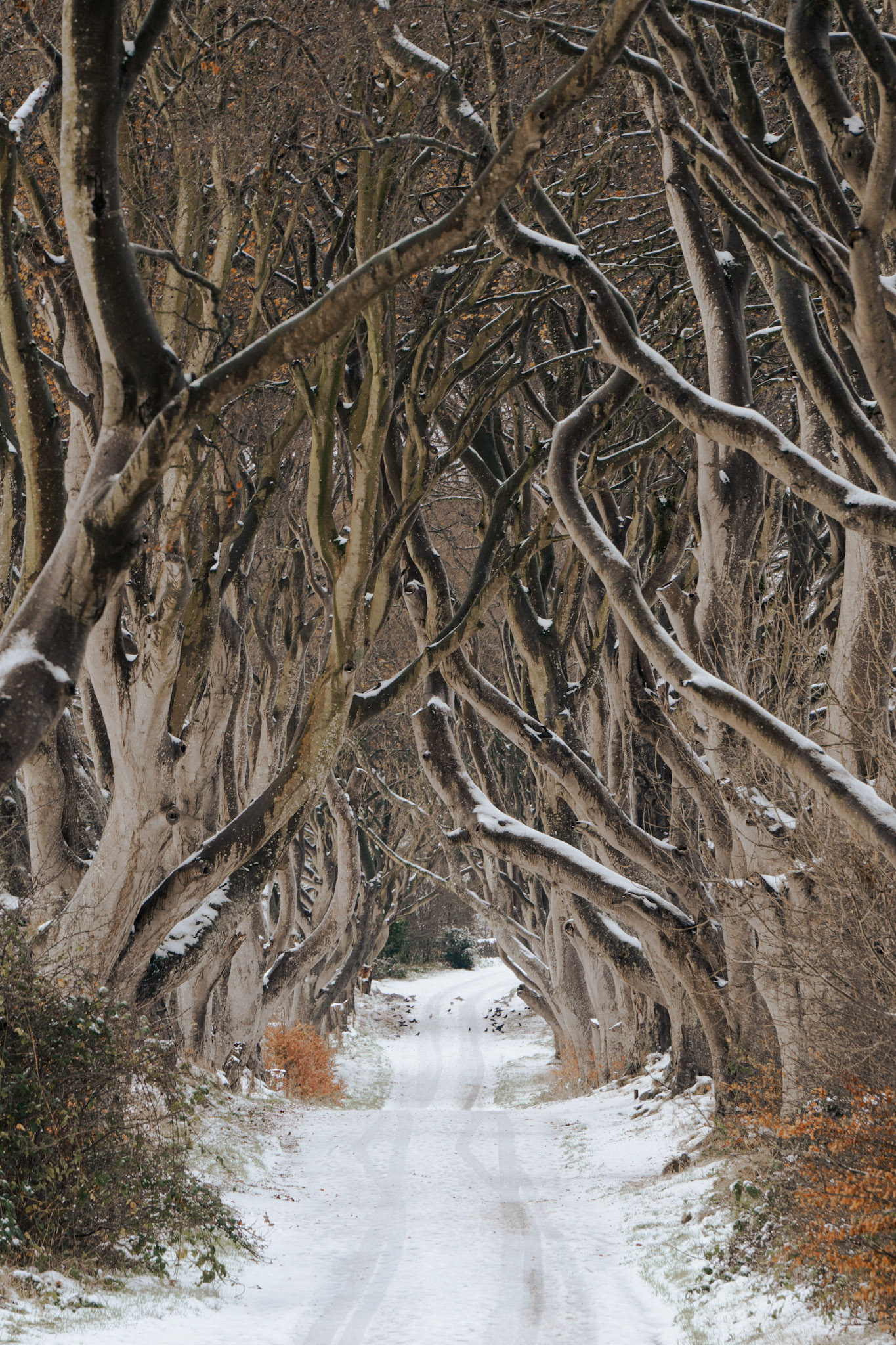 Flocking at The Dark Hedges