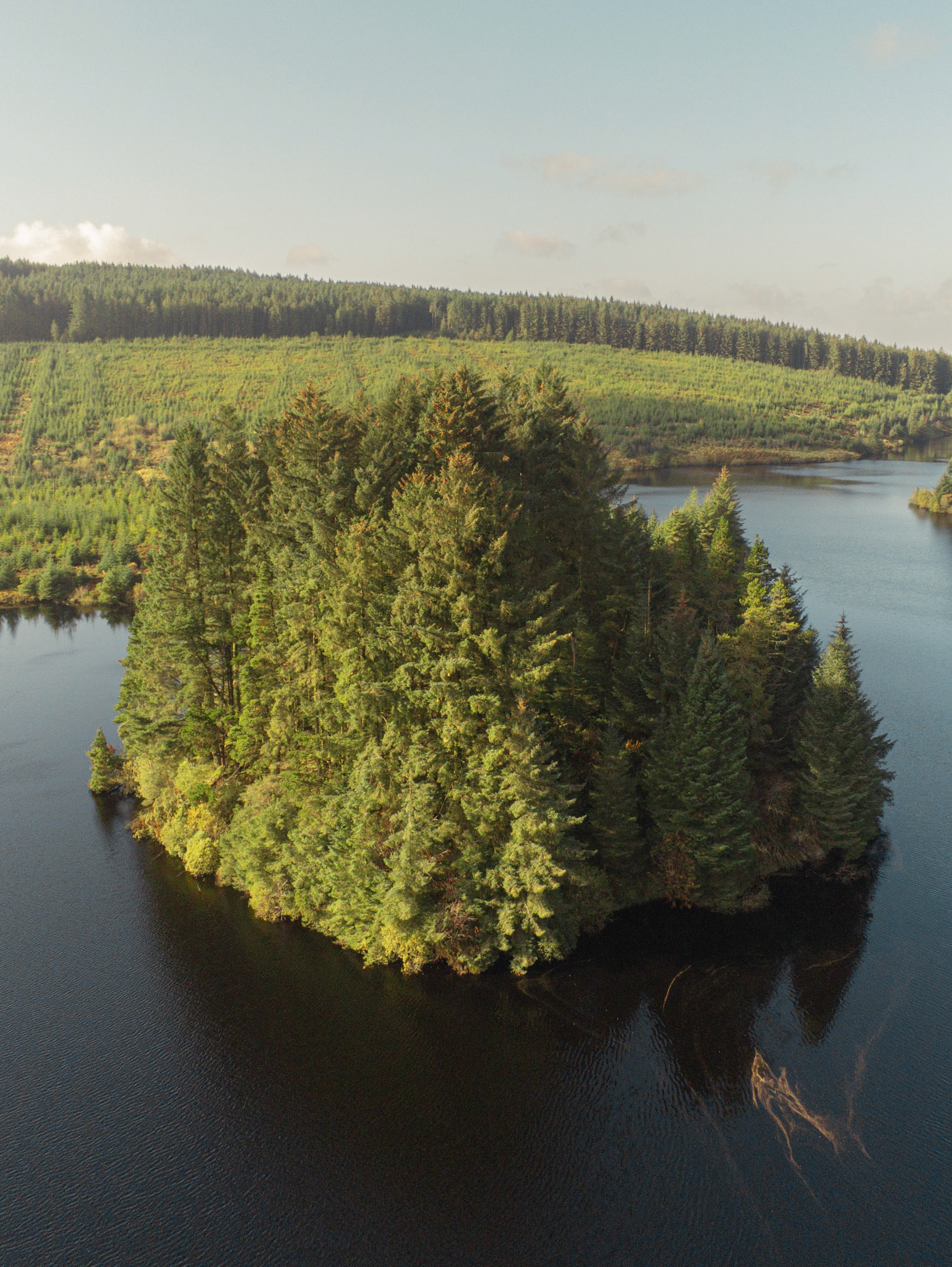 Branched Out at Altnaheglish Reservoir