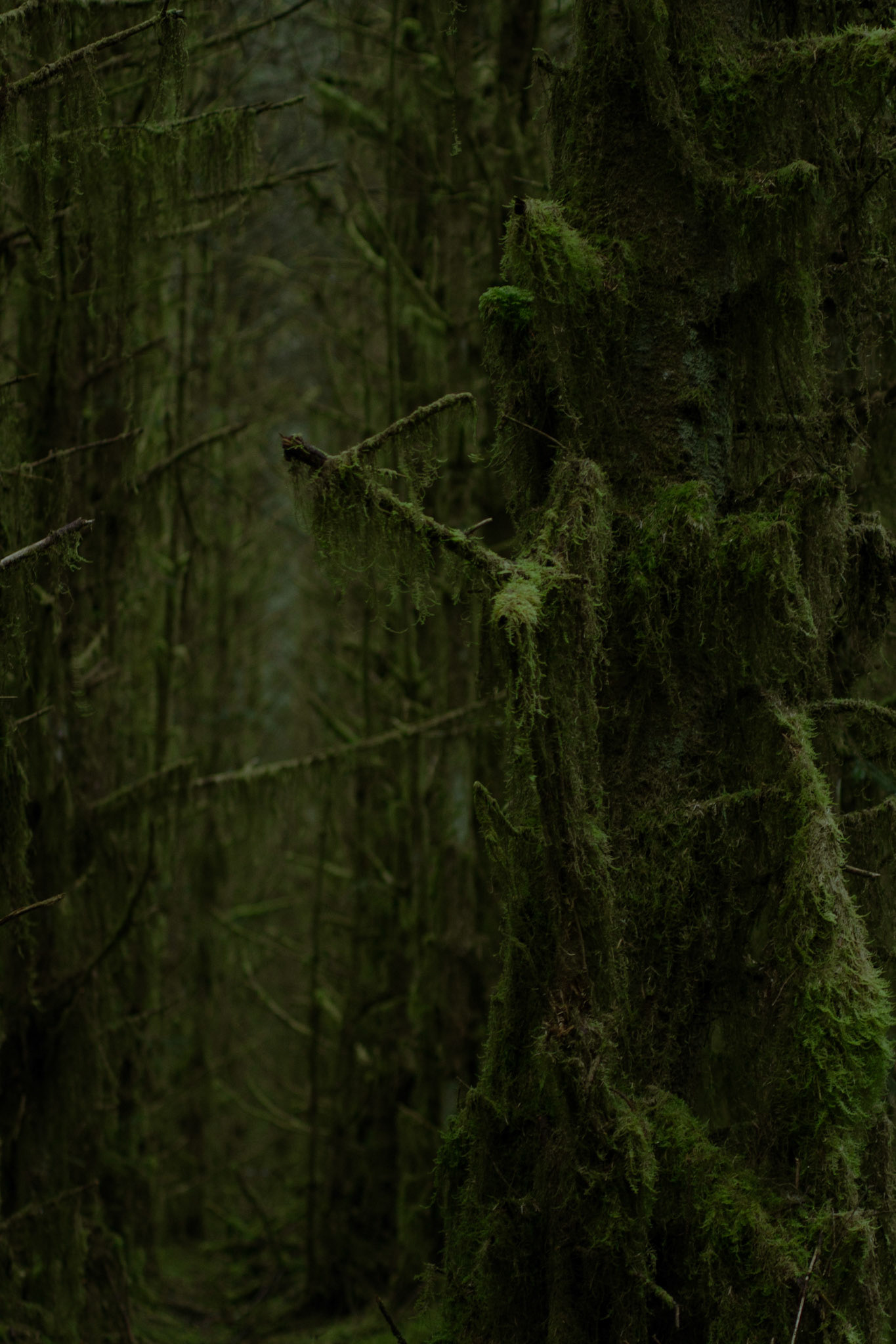 Slow Growth in Binevenagh Forest
