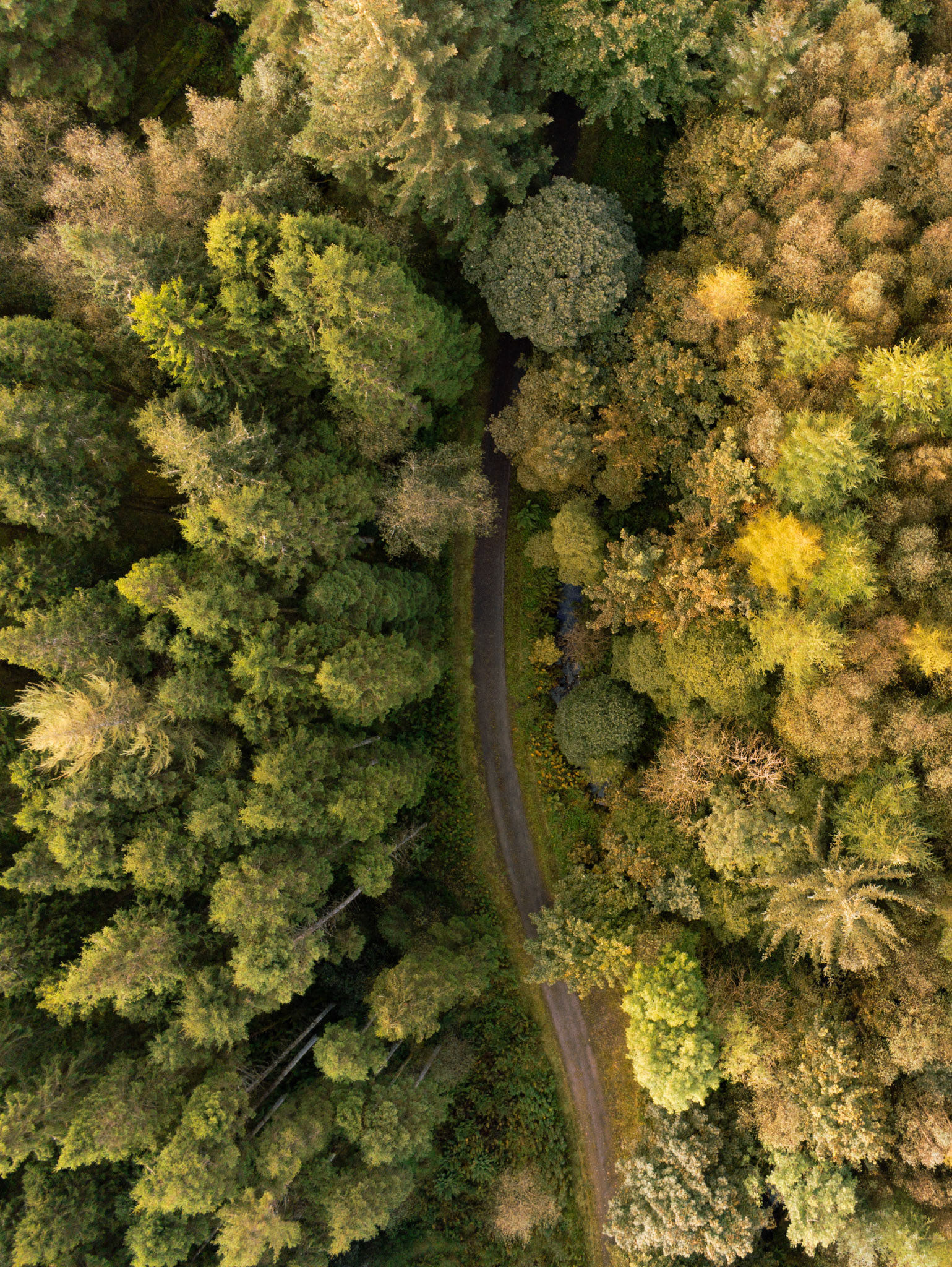 Patches of Path in Springwell Forest