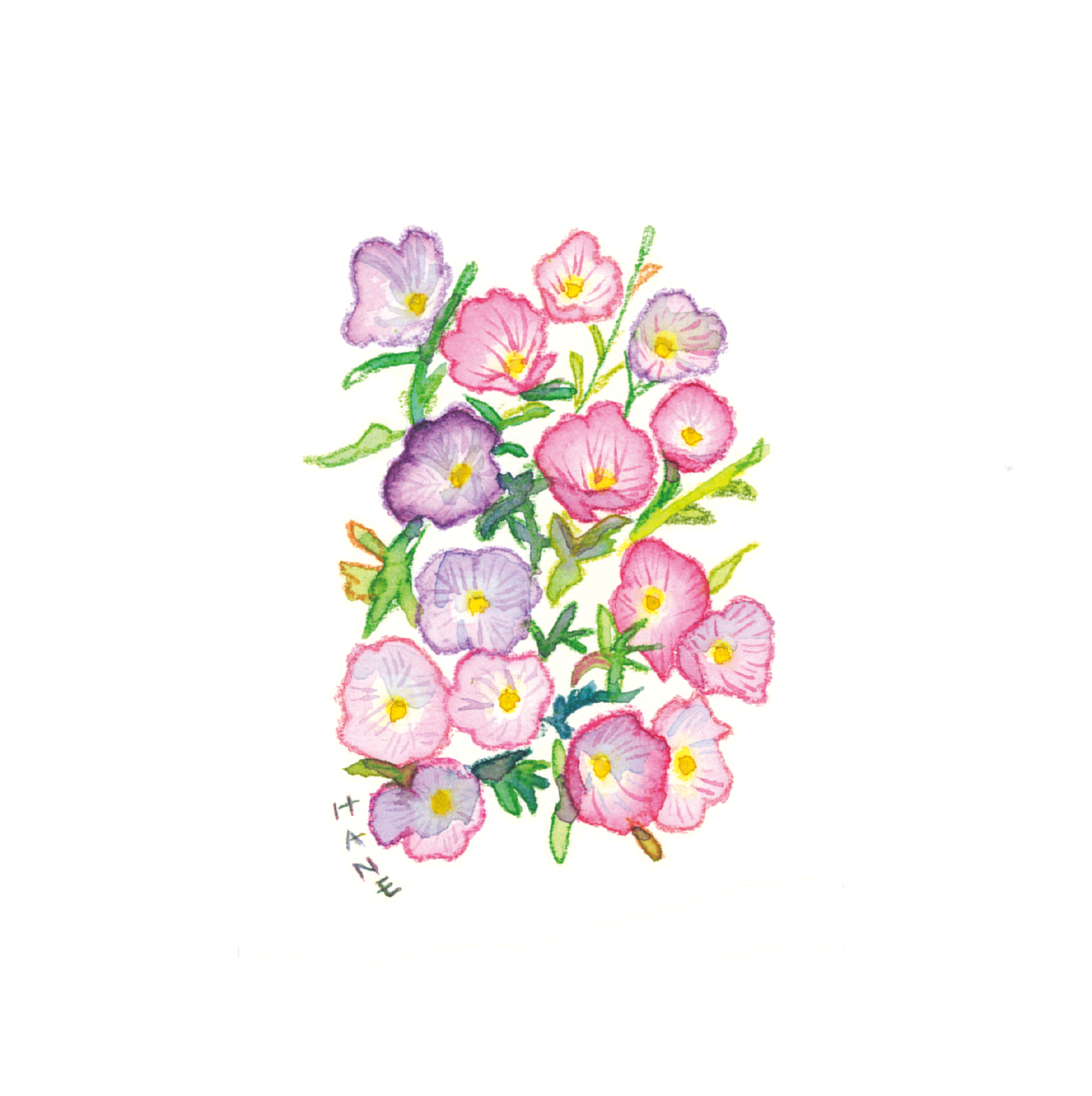 ヒルザキツキミソウ Pink evening primrose W&N watercolor & STAEDTLER Aquarell pencil on arches paper 77㎜×51㎜ 2024