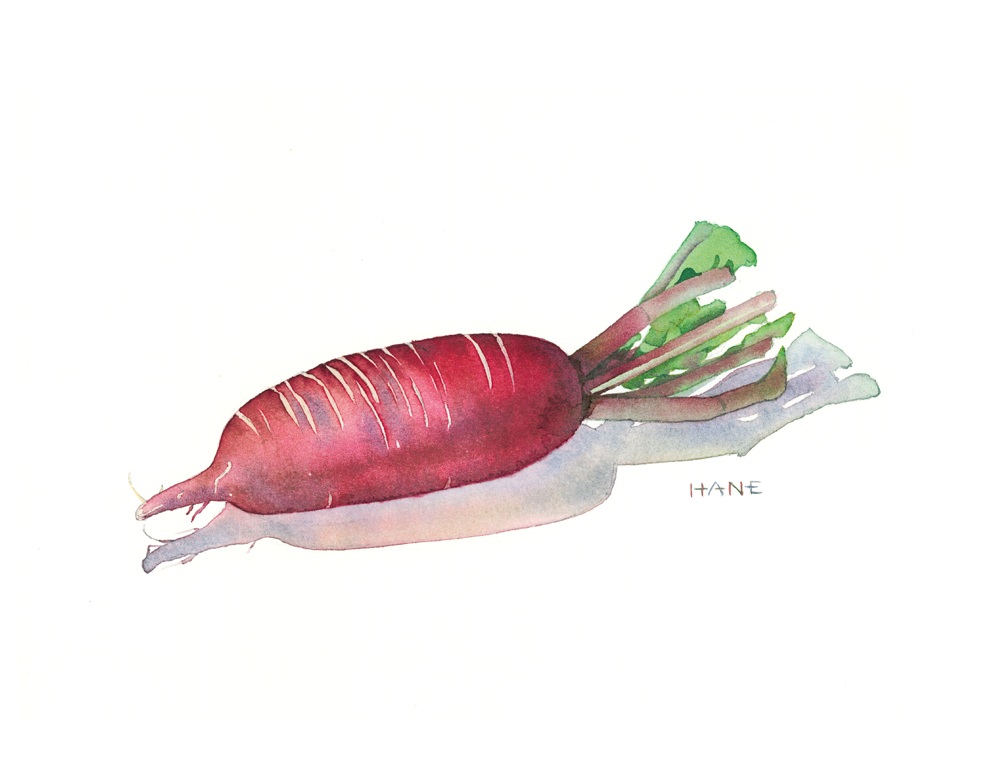 赤大根 red daikon watercolor & pencil on Arches paper 142㎜×212㎜ 2023