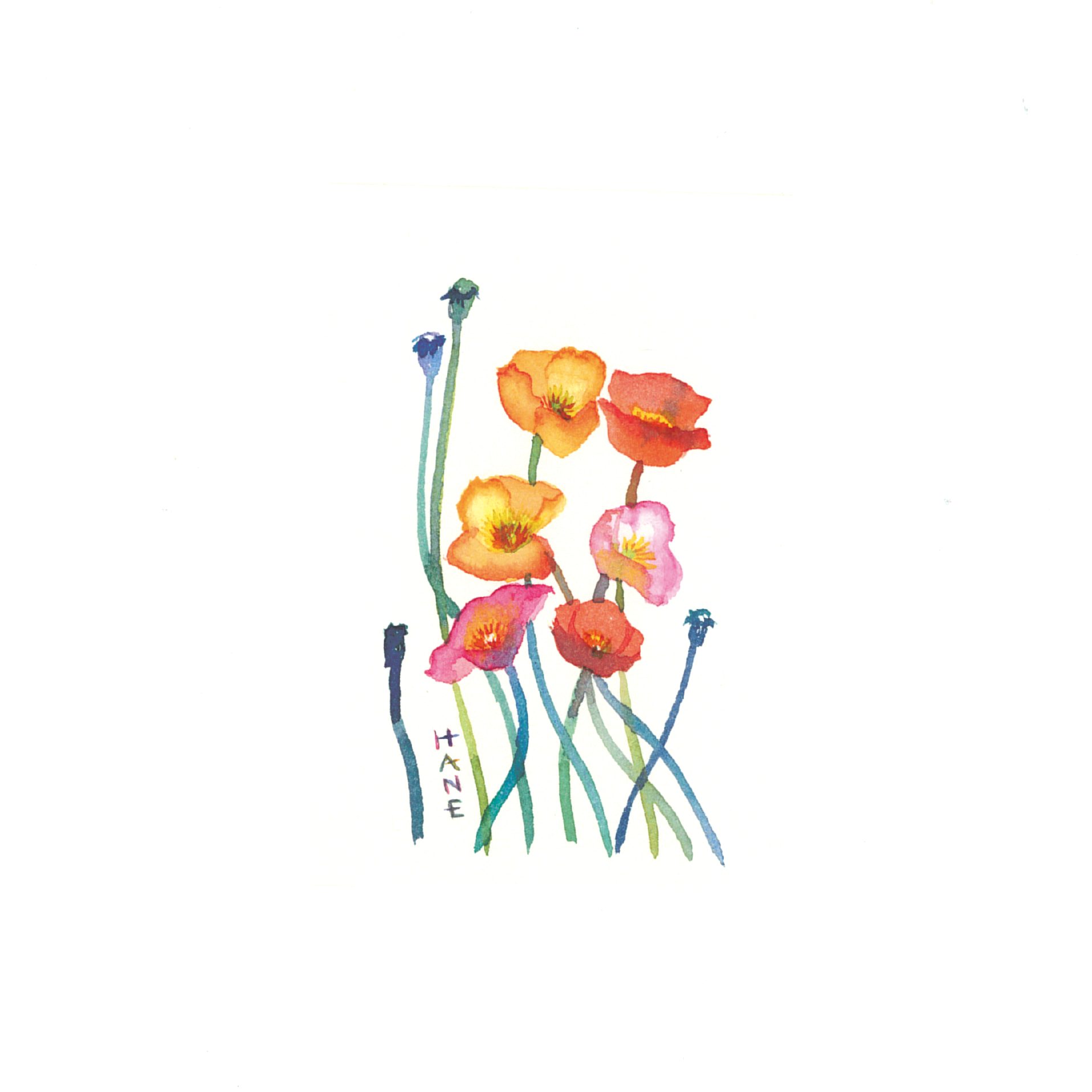 ヒナゲシ Poppy W&N watercolor on arches paper 77㎜×51㎜ 2024