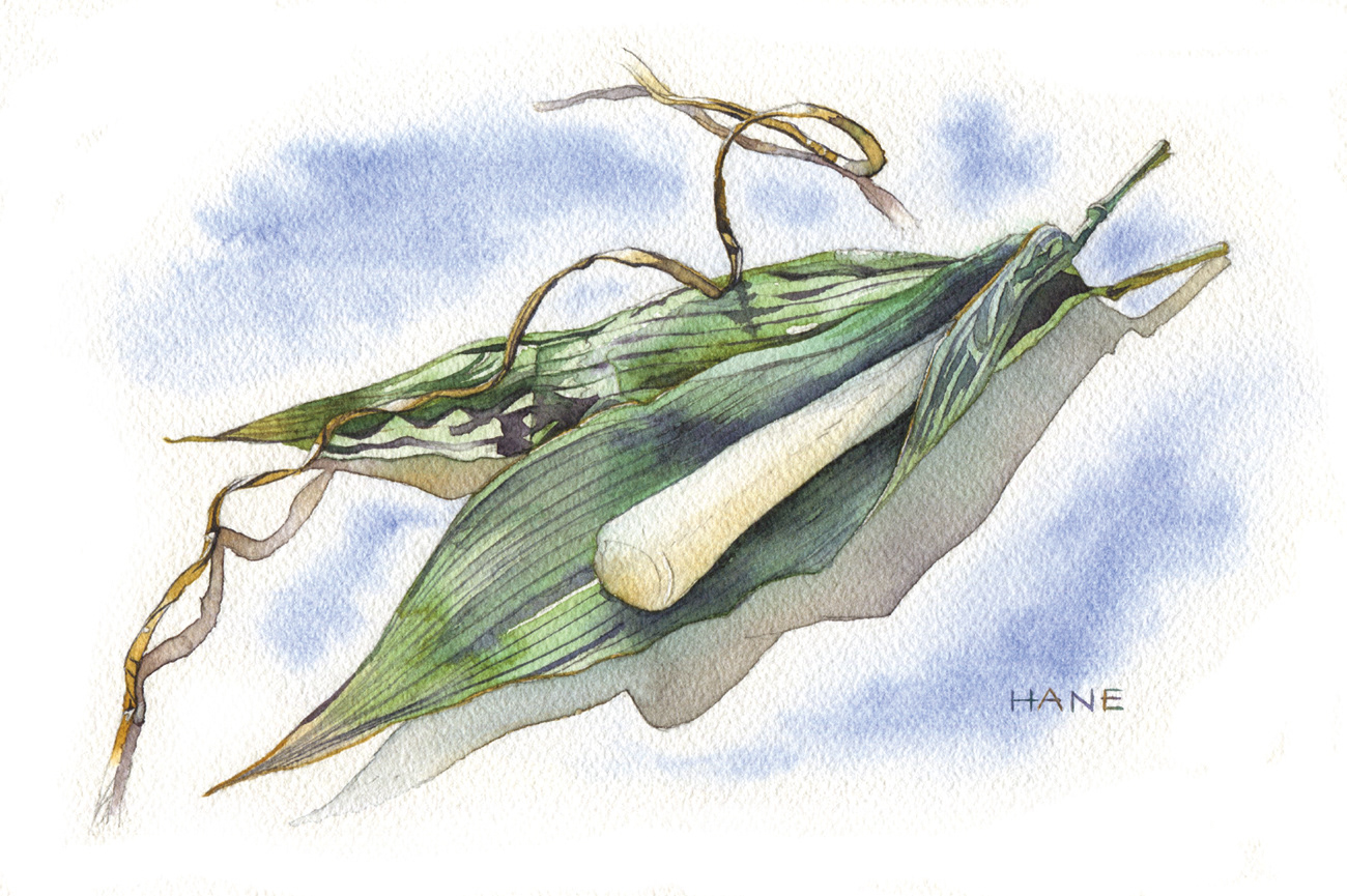 ちまき Chimaki（A rice dumpling wrapped in bamboo leaves） W&N watercolor & pencil on Arches paper 185㎜×290㎜ 2020